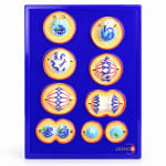 Mitosis Model